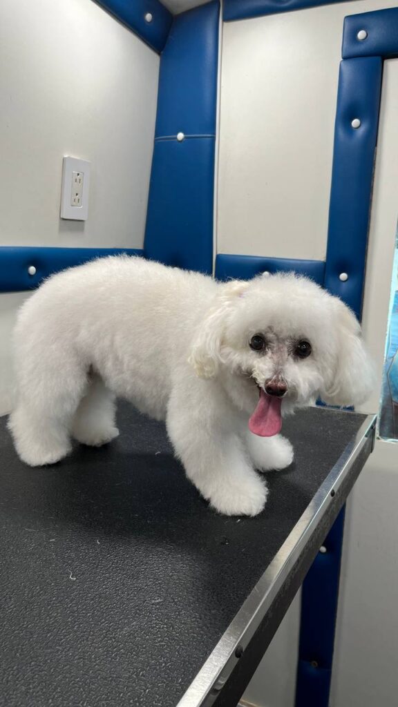 Lindos perritos despues de realizarles cortes